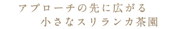 アプローチの先に広がる小さなスリランカ茶園